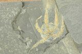 Three Ordovician Brittle Stars (Ophiura) - Morocco #290634-2